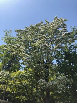 ブログ「（植物園長の庭）ゴールデンウィーク真っ最中です」のサムネイル画像
