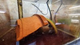 ブログ「メダカ館の春の裏側(ウシモツゴ編)」のサムネイル画像