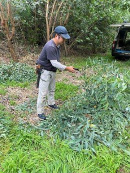 ブログ「コアラのご飯を採っています」のサムネイル画像