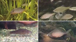 ブログ「賑やかになりました」のサムネイル画像