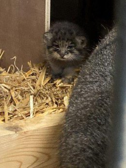 ブログ「マヌルネコ誕生！！」のサムネイル画像