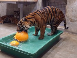 ブログ「先日来園したスマトラトラ」のサムネイル画像