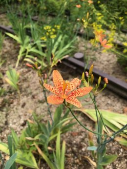 ブログ「【植物園長の庭】猛暑継続中です」のサムネイル画像