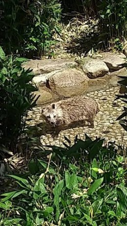 ブログ「タヌキの涼対策」のサムネイル画像