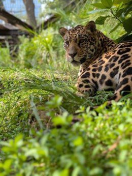 ブログ「ジャガー　ユウキの現在」のサムネイル画像