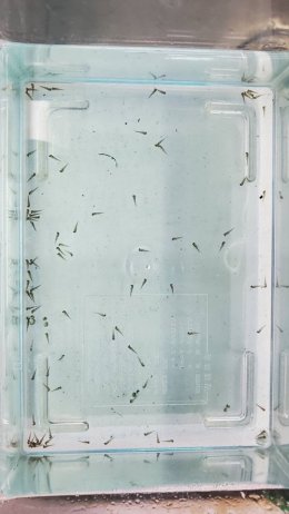 ブログ「ハリヨの繁殖」のサムネイル画像