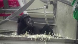 ブログ「チンパンジーの就寝準備」のサムネイル画像