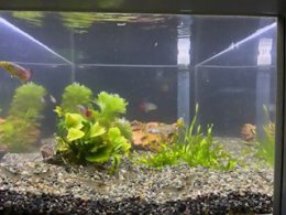 ブログ「メダカ館の展示水槽」のサムネイル画像