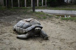 ブログ「訃報（アルダブラゾウガメ）」のサムネイル画像