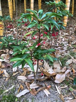 ブログ「（植物園長の庭）明けましておめでとうございます」のサムネイル画像