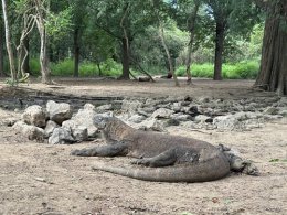 ブログ「 コモド紀行（4）～コモド島の森の中へ～」のサムネイル画像