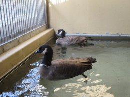 ブログ「シジュウカラガンの隔離飼育について」のサムネイル画像