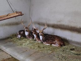 ブログ「いない...？」のサムネイル画像