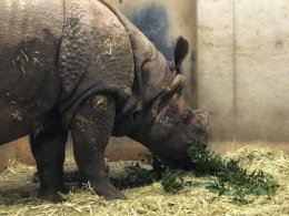 ブログ「インドサイのセラは元気です」のサムネイル画像