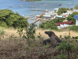 ブログ「コモド紀行（5）～コモドオオトカゲと人とのかかわり～」のサムネイル画像