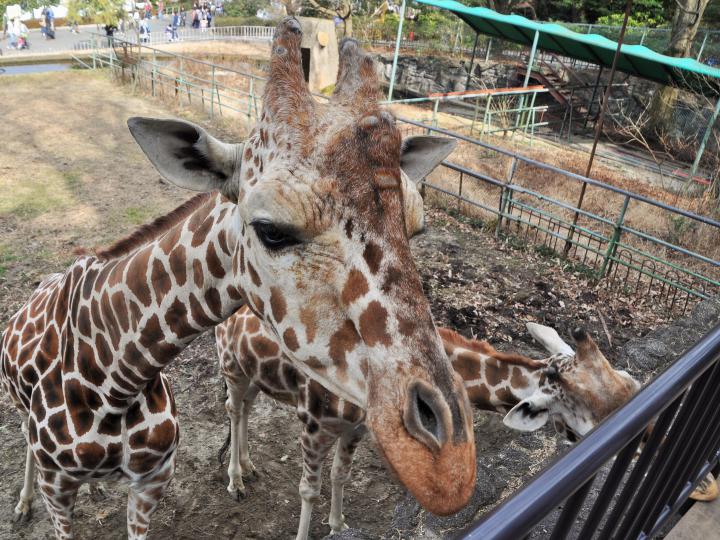 キリンの展望デッキ イベントカレンダー 東山動植物園
