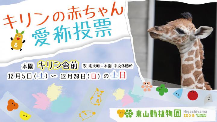 アミメキリンの赤ちゃんの愛称投票をします イベントカレンダー 東山動植物園