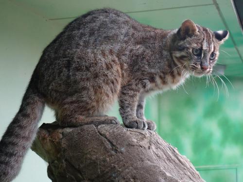 イベント「ゴールデンウィーク動物講座」の画像3