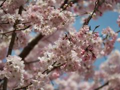 イベント「植物園長とお花見しよう」のサムネイル画像