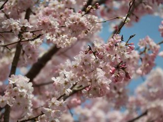 イベント「植物園長とお花見しよう」のサムネイル画像