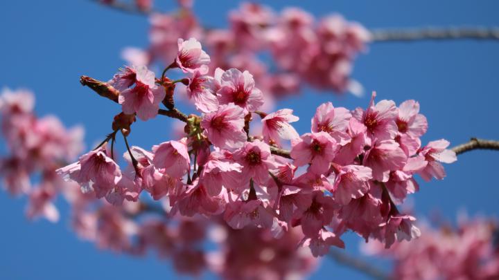 イベント「桜の回廊フェスティバル」の画像3