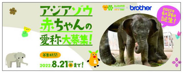 イベント「アジアゾウの赤ちゃんの愛称候補を募集します」の画像3