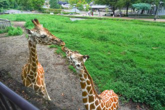 イベント「キリンの目線に近付こう」のサムネイル画像