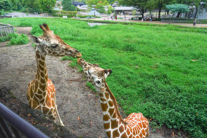 イベント「キリンの目線に近付こう」の画像3