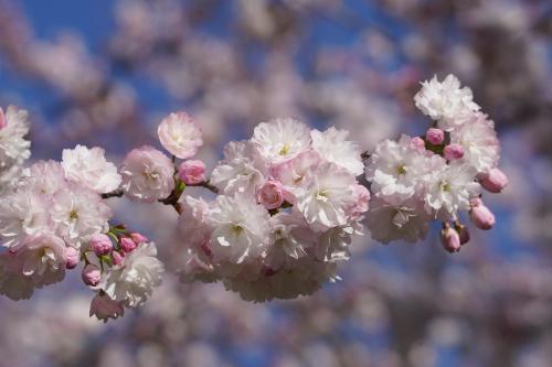 三ケ日桜 (2).JPG