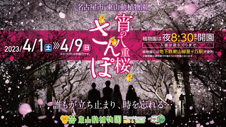 イベント「宵の八重桜さんぽ２０２３」の画像3