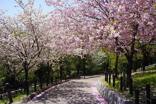桜の回廊.JPG