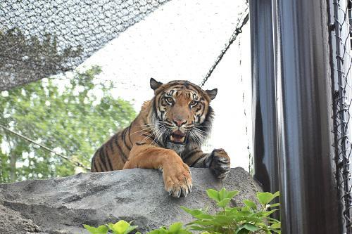 イベント「動物園長と歩こう」の画像3