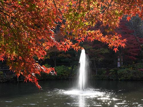 イベント「植物園長＆薬剤師ともみじ狩り」の画像3