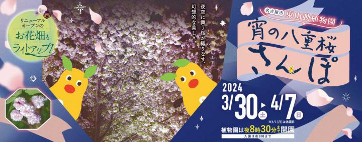 イベント「宵の八重桜さんぽ２０２４」の画像3