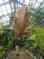 イベント「大きい葉っぱと写真を撮ろう！」のサムネイル画像