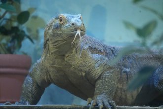 イベント「コモドオオトカゲのアニマルトーク」のサムネイル画像