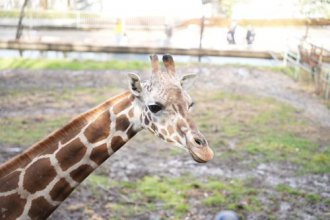 イベント「キリンの目線に近付こう」のサムネイル画像