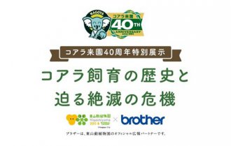 イベント「コアラ来園40周年特別展示「コアラ飼育の歴史と迫る絶滅の危機」」のサムネイル画像