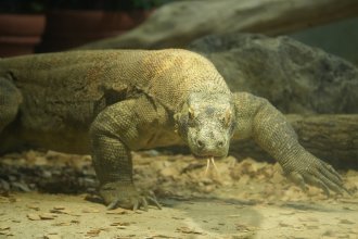 イベント「動物講演会～コモドオオトカゲと過ごした濃厚な時間～」のサムネイル画像