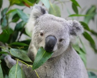 イベント「コアラの日 記念アニマルトーク」のサムネイル画像