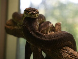 イベント「新春アニマルトーク」のサムネイル画像