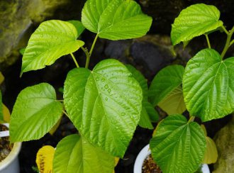 イベント「新春ボタニカルトーク」のサムネイル画像