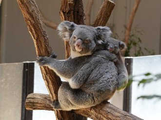 イベント「愛知県獣医師会県民公開講座（事前申込制）」のサムネイル画像
