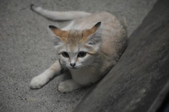 イベント「パネル展「夜行性コーナーの動物たち」」のサムネイル画像