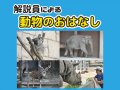 解説員による動物のおはなし