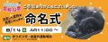 チンパンジーの赤ちゃんの命名式