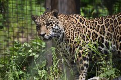 イベント「動物講演会～ジャガー「ユウキ」の成長物語～」のサムネイル画像