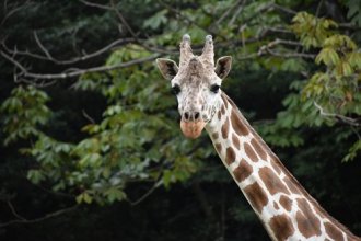 イベント「長寿動物を祝う会」のサムネイル画像