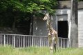 キリンの目線に近付こう