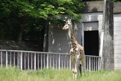 イベント「キリンの目線に近付こう」のサムネイル画像
